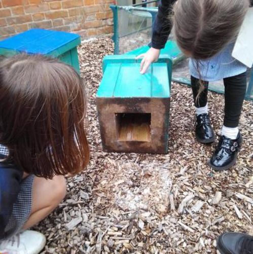 Year 2 looking for microhabitats within the school grounds.